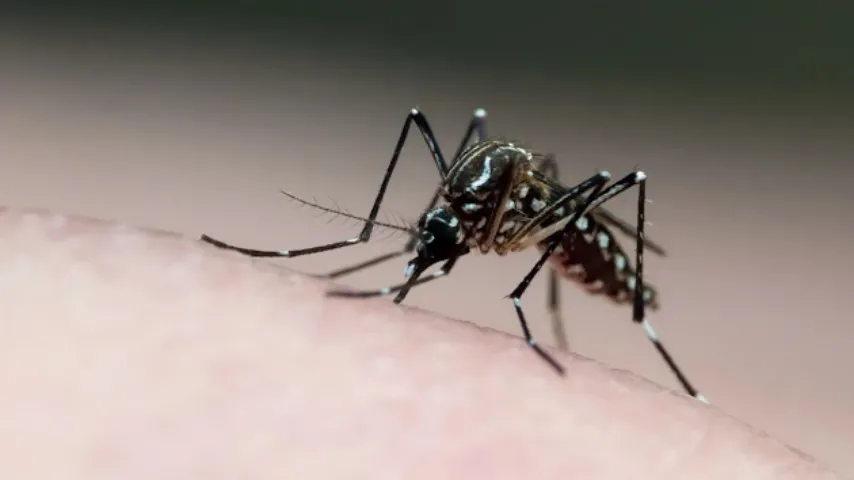 Duas mortes por chikungunya são confirmadas na Bahia