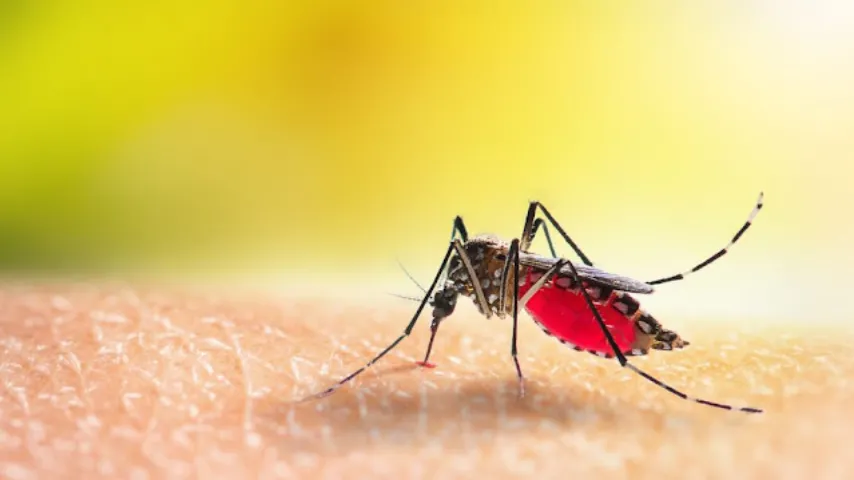 Quatro novas mortes por dengue são confirmadas na Bahia; número de casos subiu para 27