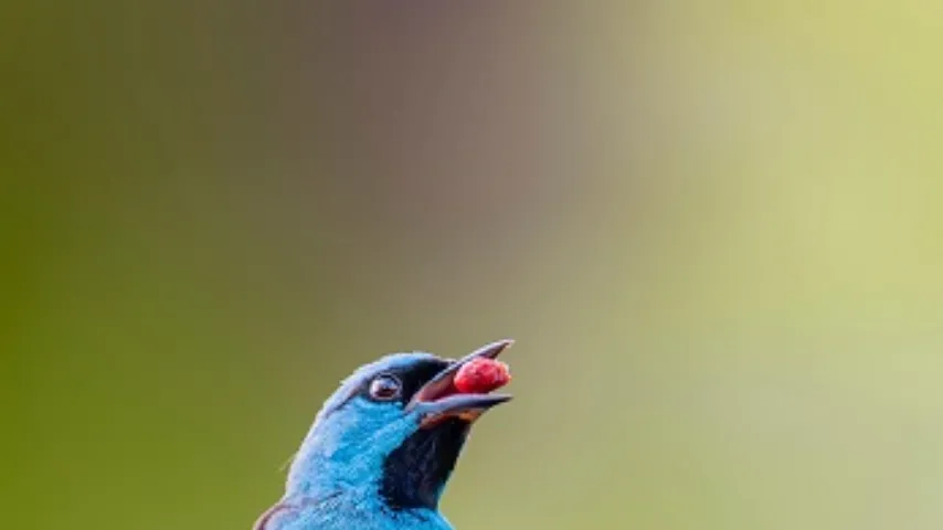 Aves frugívoras otimizam alimentação em ambientes estressantes