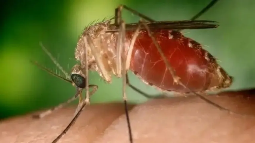 BAHIA CONFIRMA 2ª MORTE POR FEBRE OROPOUCHE; ILHÉUS LIDERA INFECÇÕES NO ESTADO